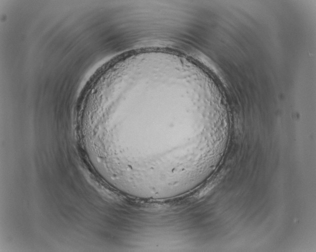 X0000076251124200610191642