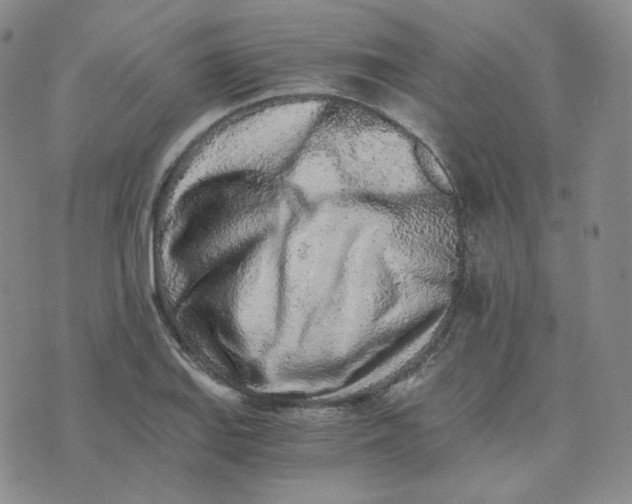 X0000076251127200610191642