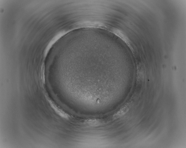 X0000076251128200610191642