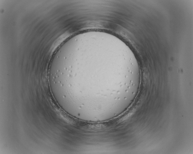 X0000076251129200610191642