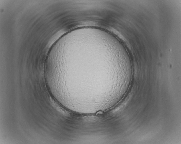 X0000076251137200610191642