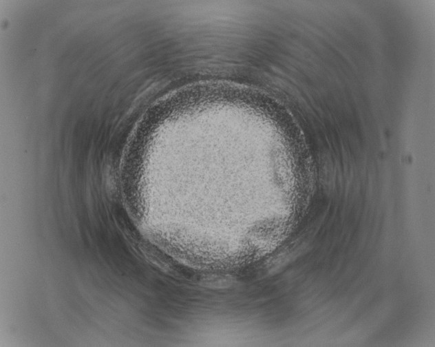 X0000076251154200610191641