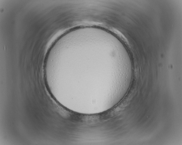 X0000076251183200610191641