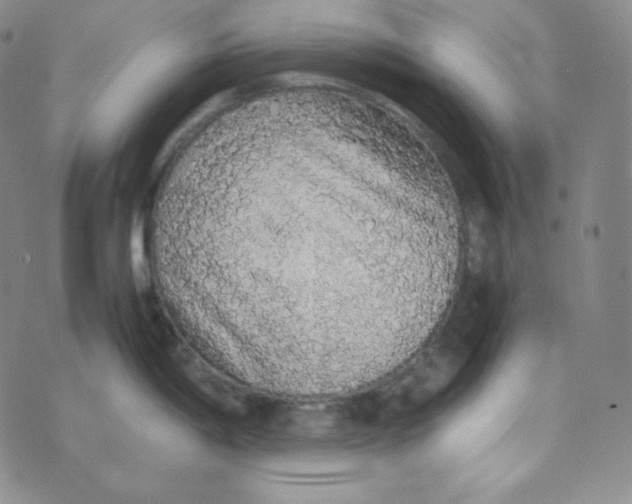 X0000076251198200610191641