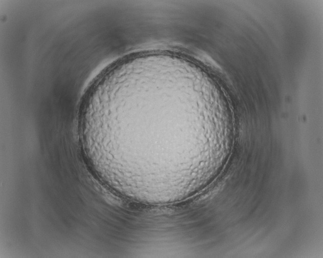 X0000076251216200610191640