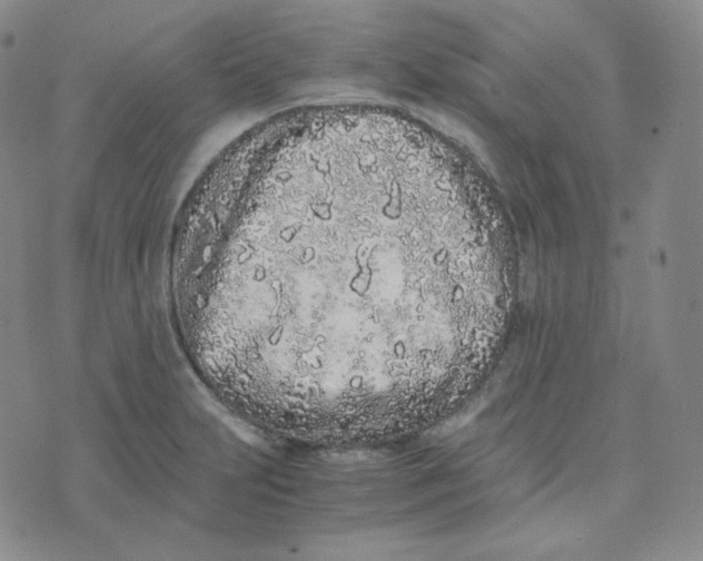 X0000076251231200610191640