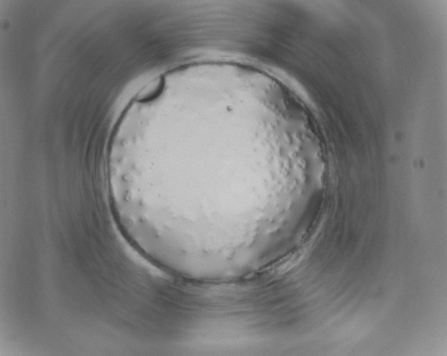 X0000076251247200610191641