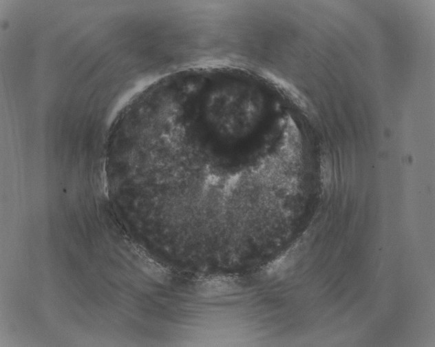 X0000076251262200610191640