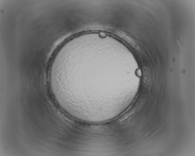 X0000076251264200610191640