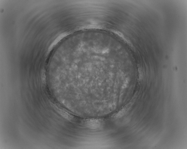 X0000076251266200610191640