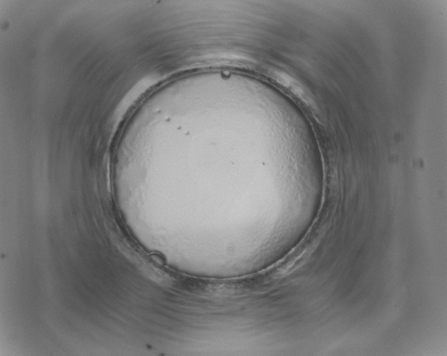 X0000076251275200610191639