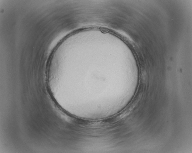 X0000076251279200610191639