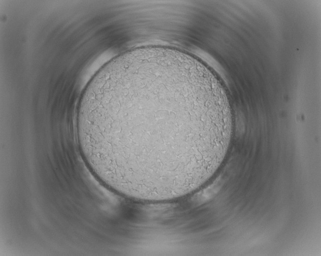 X0000076251290200610191639