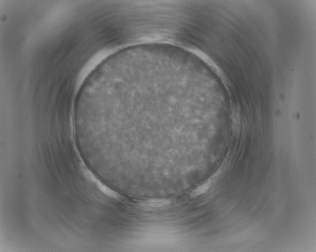 X0000076251294200610191639