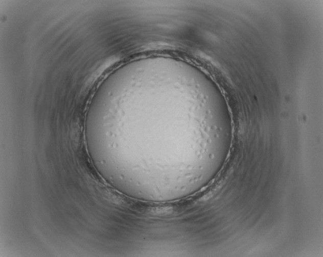 X0000076251313200610191639