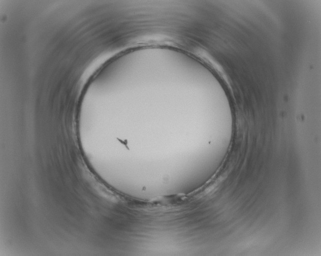 X0000076251336200610191639