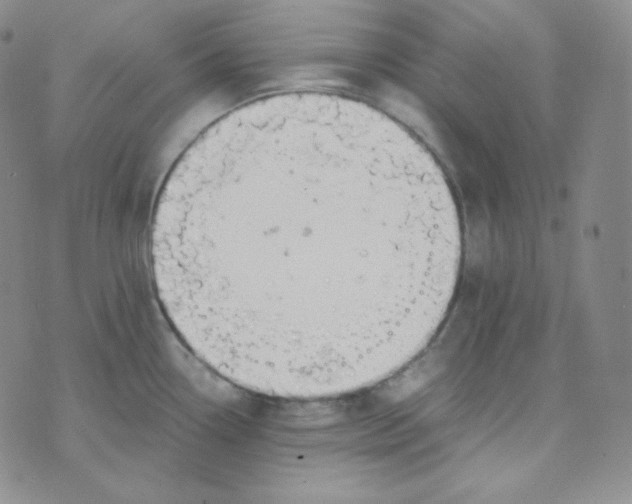 X0000076251338200610191639