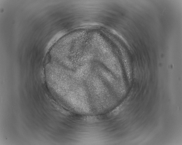 X0000076251362200610191638