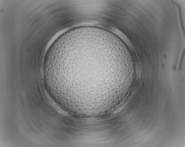 X0000076251436200610191637