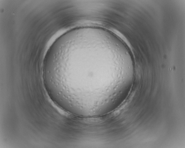 X0000076251437200610191637