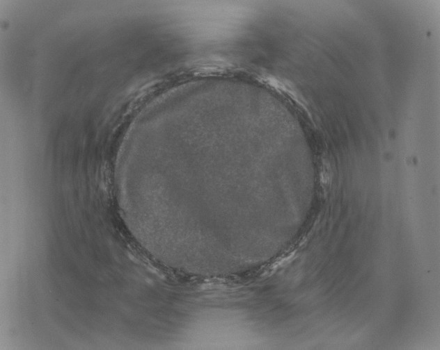 X0000076251445200610191637