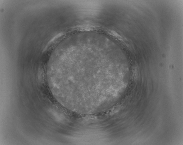 X0000076251446200610191637