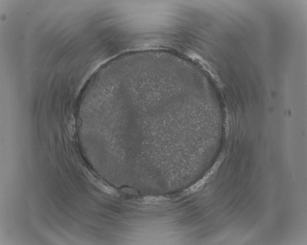 X0000076251449200610191637