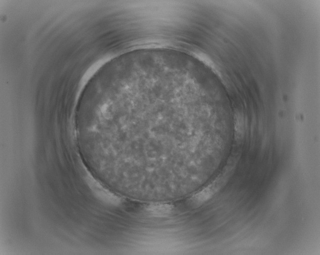 X0000076251466200610191636