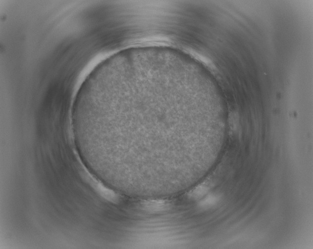 X0000076251470200610191636