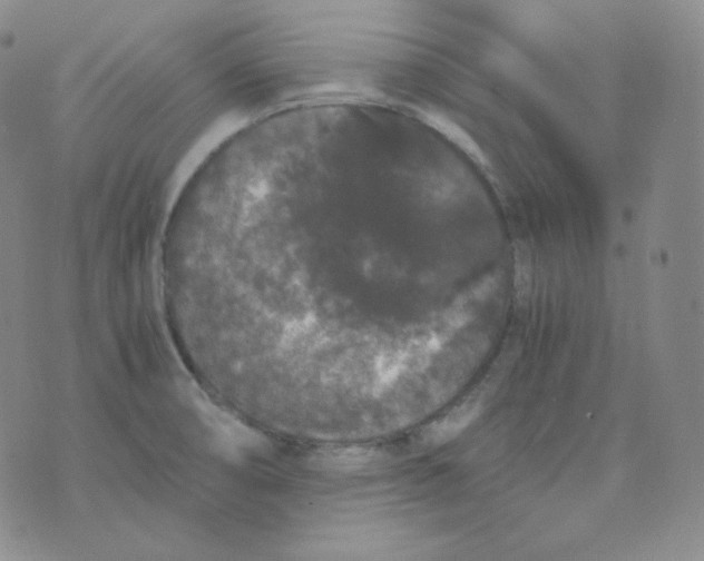 X0000076251474200610191636