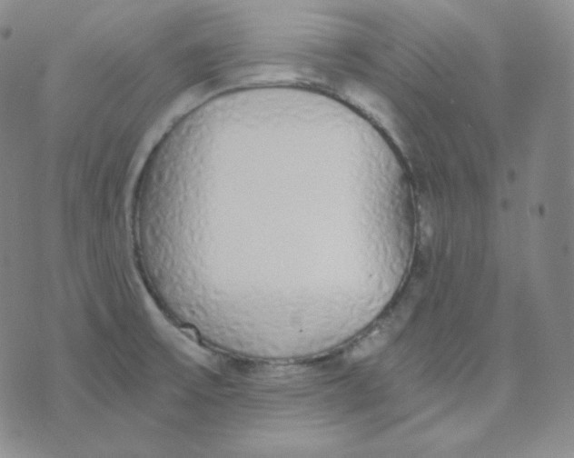 X0000076251475200610191636