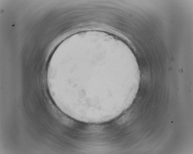 X0000076251514200610191636