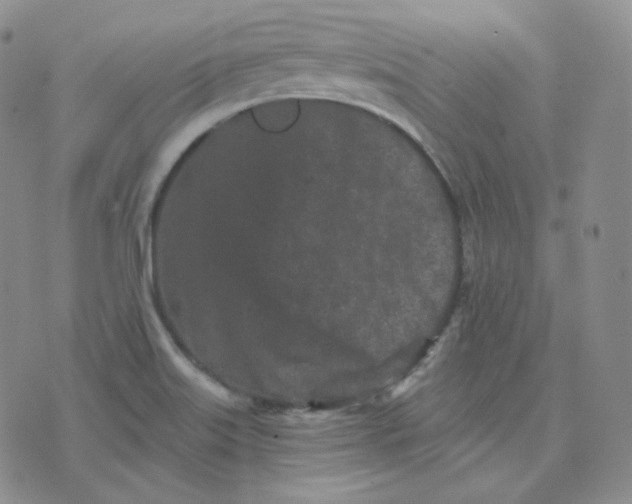 X0000076251515200610191636