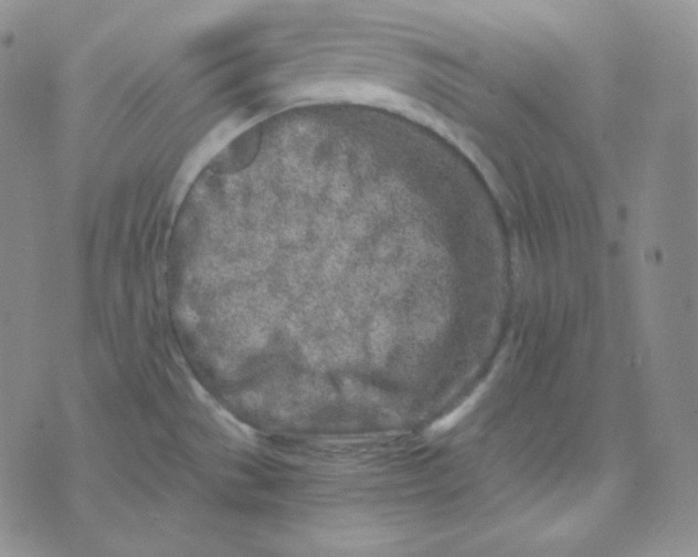 X0000076251529200610191636