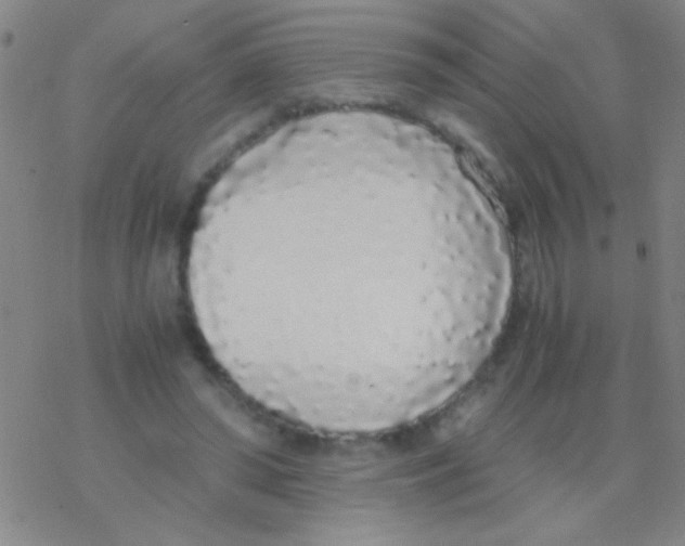 X0000076250398200610261945