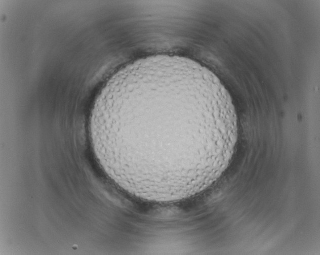 X0000076250642200610261941