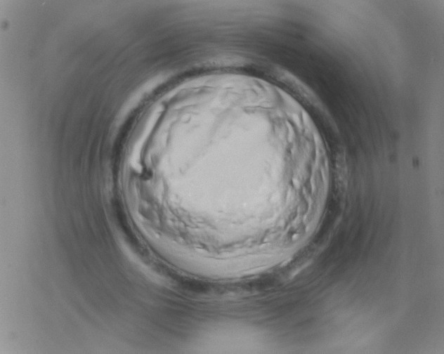 X0000076250726200610261939