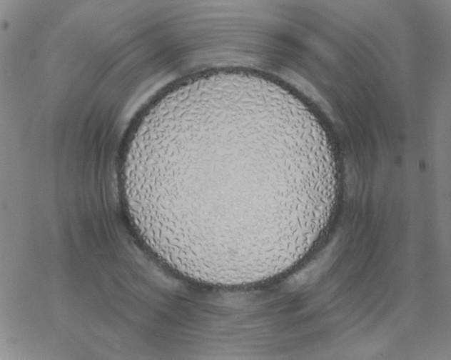 X0000076250782200610261939