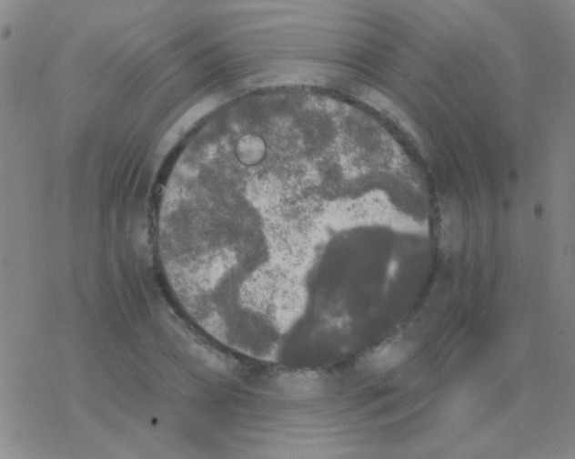 X0000076250882200610261937