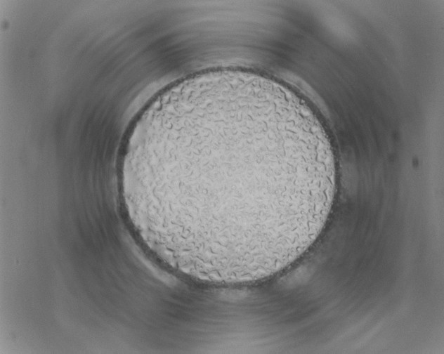 X0000076250890200610261937