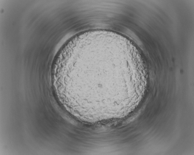 X0000076250891200610261937