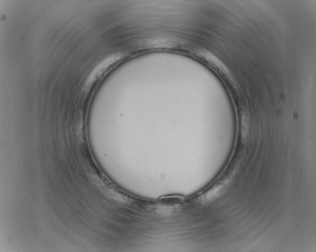 X0000076250930200610261936