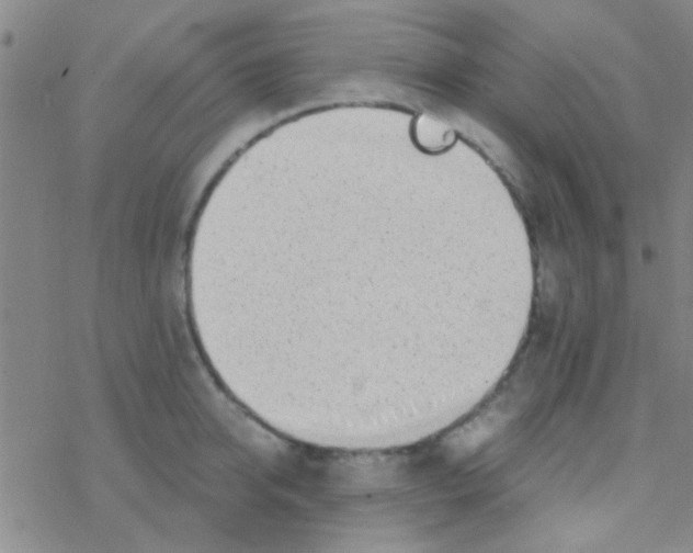 X0000076250950200610261937