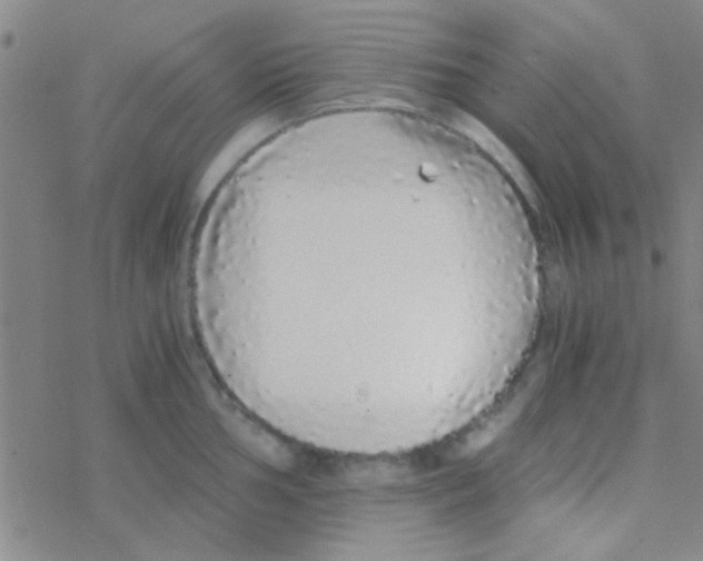 X0000076251002200610261935