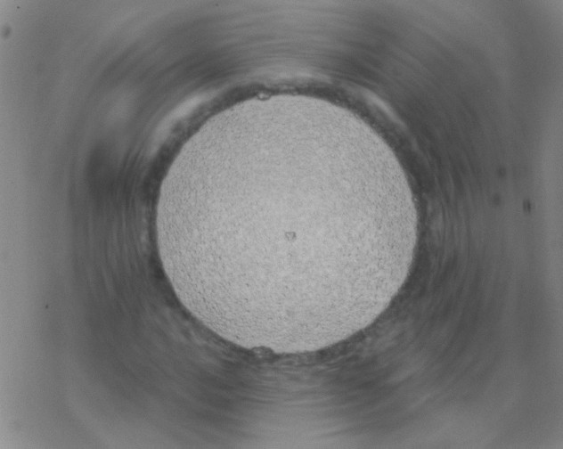 X0000076251016200610261935