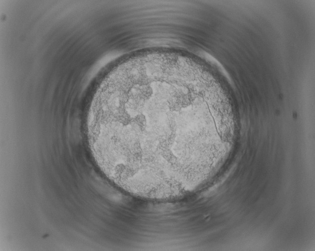 X0000076251019200610261935