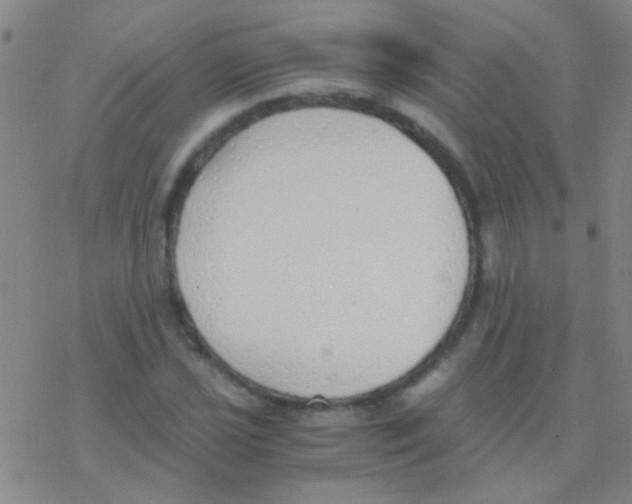 X0000076251021200610261935