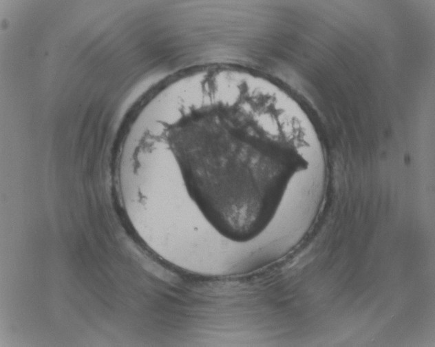 X0000076251024200610261935