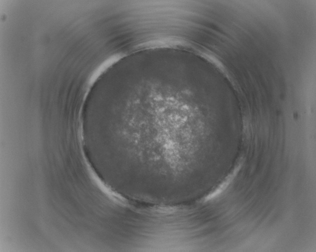 X0000076251034200610261935