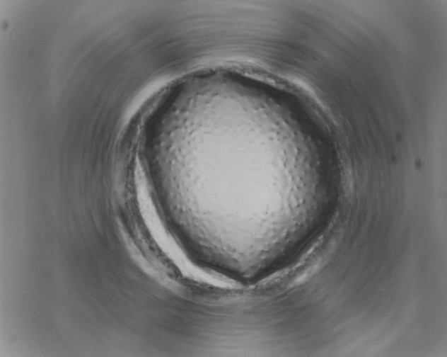 X0000076251038200610261935